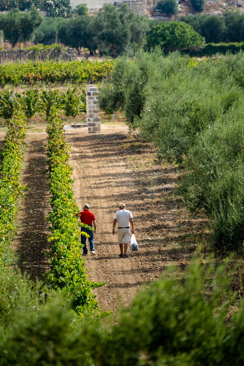 two people walking through a vineyard On the Italian on Tour’s 8 day Passport to Puglia Food & Wine Tour