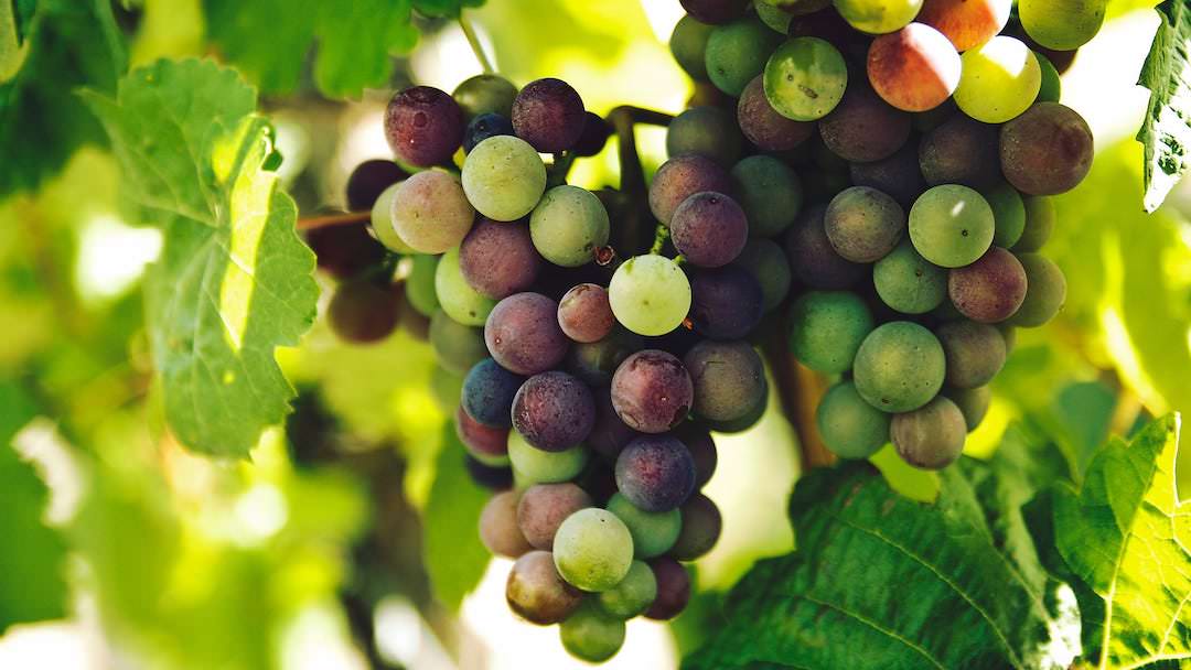 wine tour italy the italian on tour