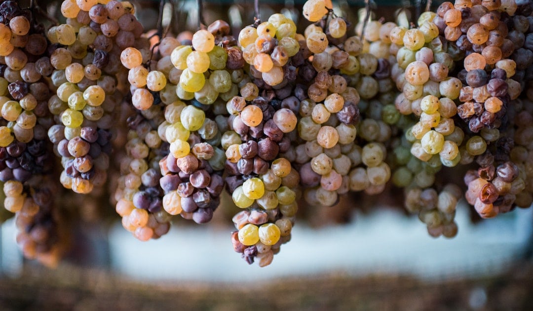 wine region of italy