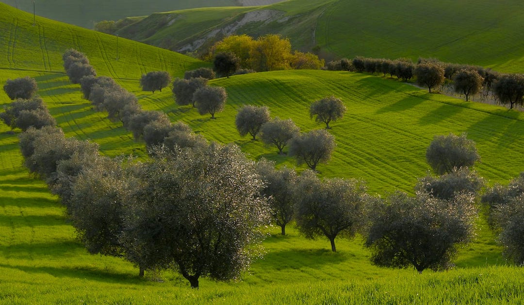 what olive oil is best olive oil benefits