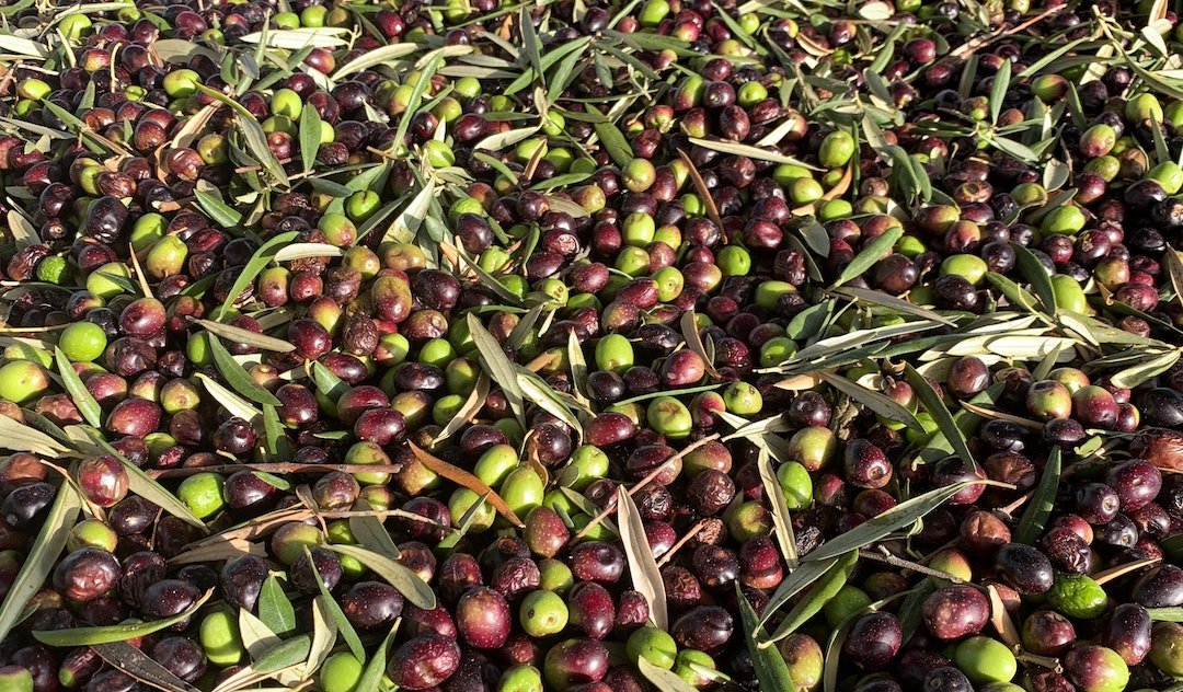 olive oil benefits olive oil calories