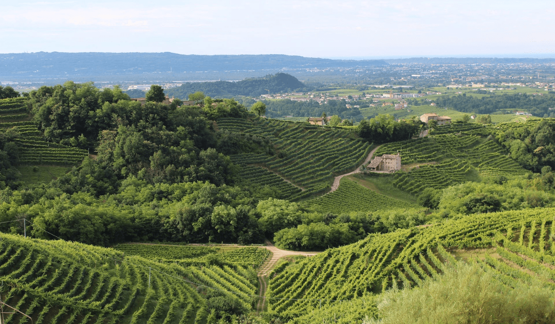 View of a vineyard from above in Italy's top wine regions