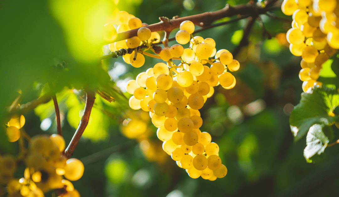 Image of bunch of gold grapes from The Ultimate Guide to Italy's Top Wine Regions