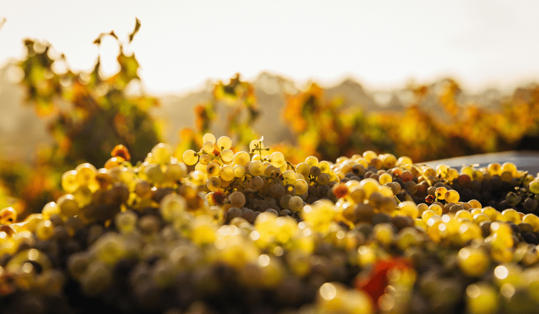Bright golden grapes on a vine in one of Italy's top wine regions