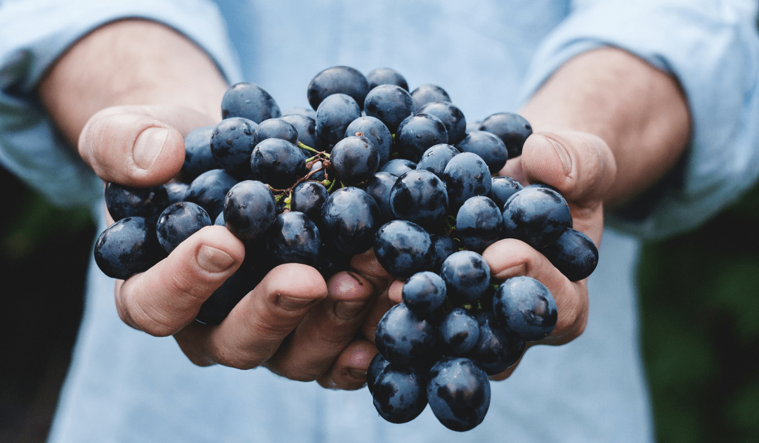 top red wine regions italy