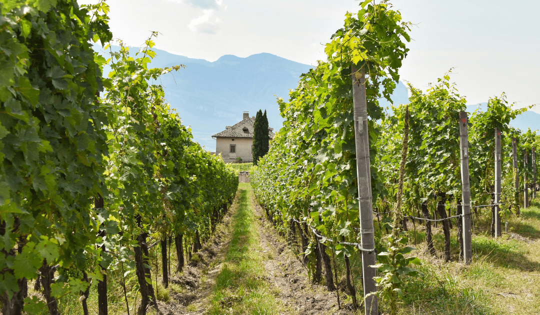 View Through a Vineyard in One Of Italy's Top Wine Regions