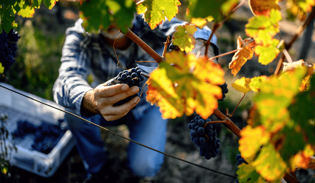 best time to visit italy for the wine harvest in september