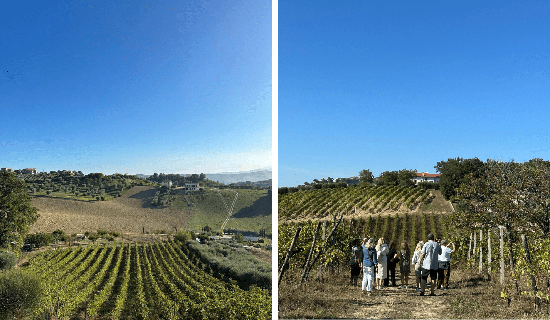 best wines le marche italy