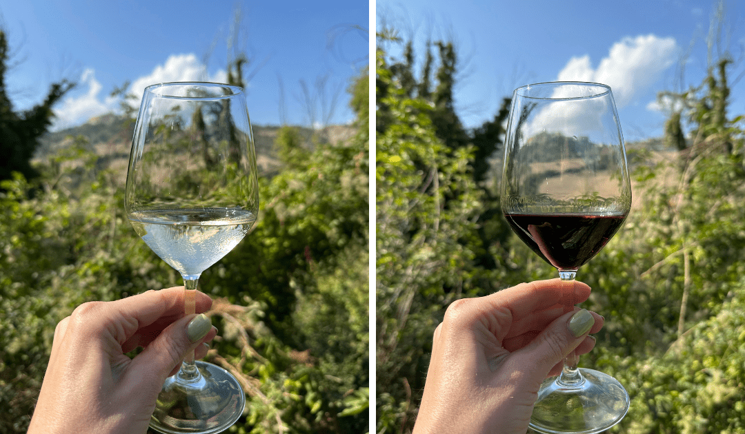 best wine le marche italy