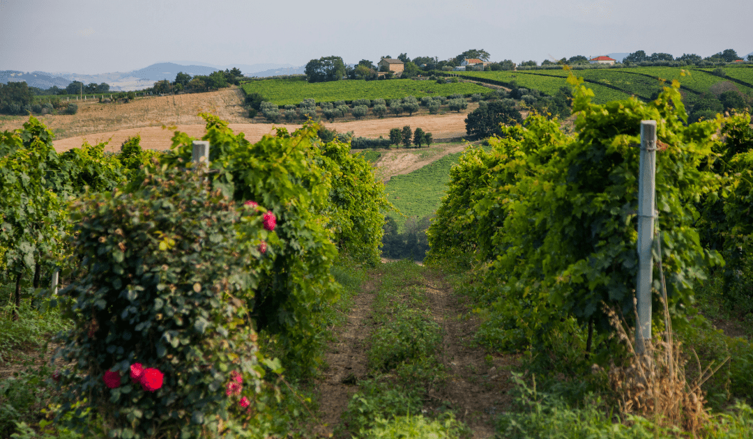montepulciano d'abruzzzo wine italy