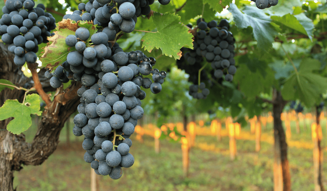 montepulciano d'abruzzzo wine italy