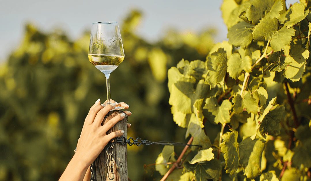 pecorino wine pairings