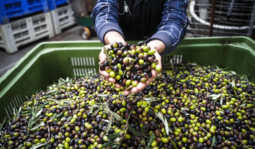 puglia italy olive oil famous food