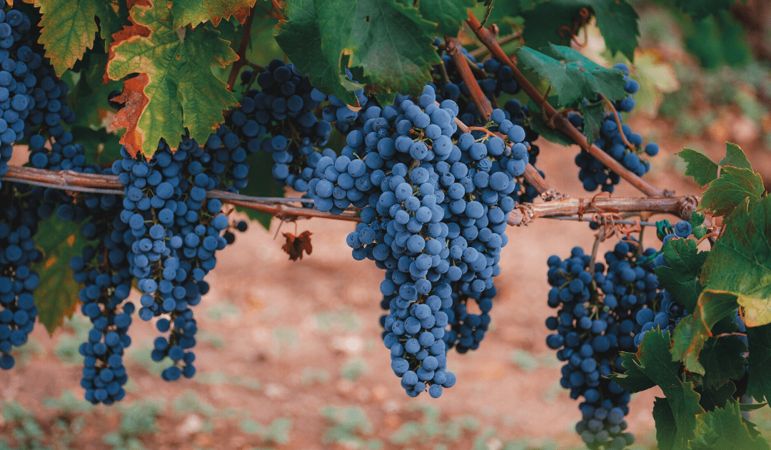 negroamaro famous wine puglia italy